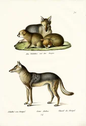 Sjakal, 1824